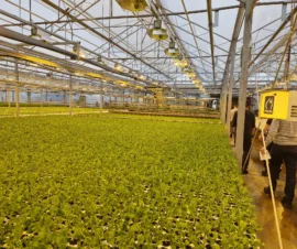 Het product Belichting van Foliekassen