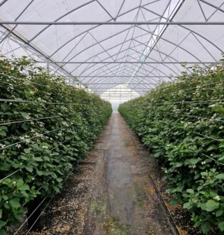 introfoto van gerelateerde project: van Zuilen – Berrybrothers