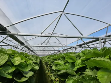 Bekijk deze foto van Multispan Foliekas op Foliekassen