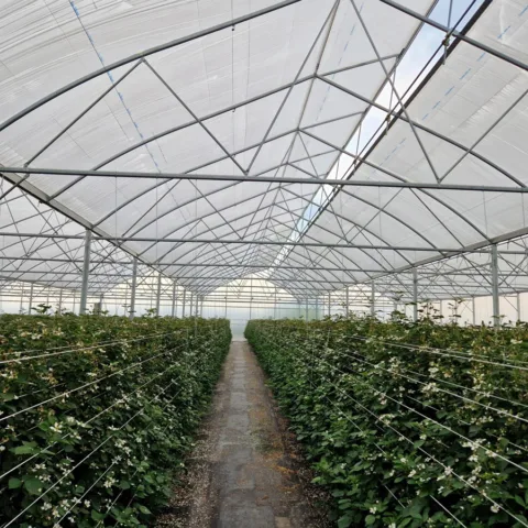 Van Zuilen Berry Brothers 11