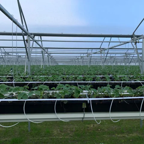 A Grow Ser Ventrio van Aert Aardbeien 7