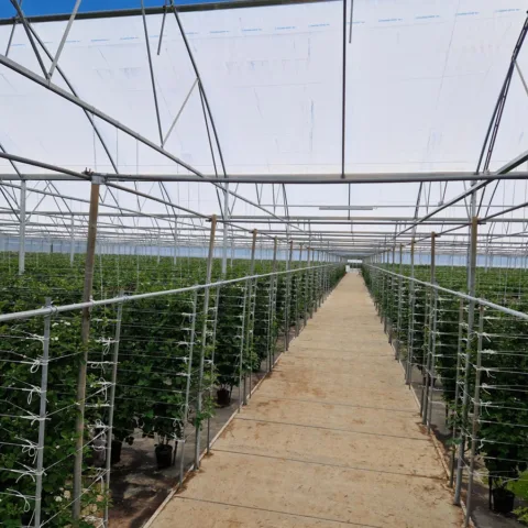 Van Zuilen Berry Brothers 4