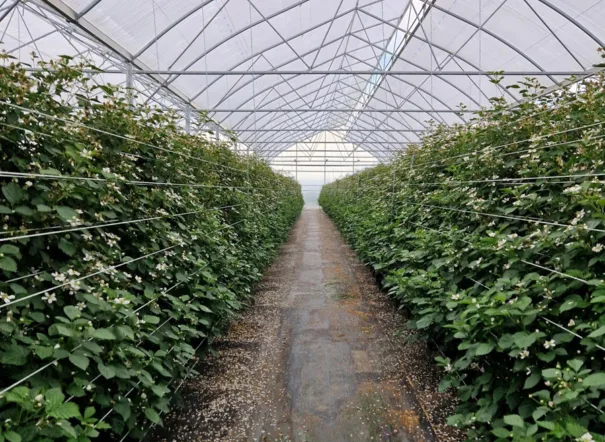 De intro foto van het project van Zuilen – Berrybrothers van Foliekassen